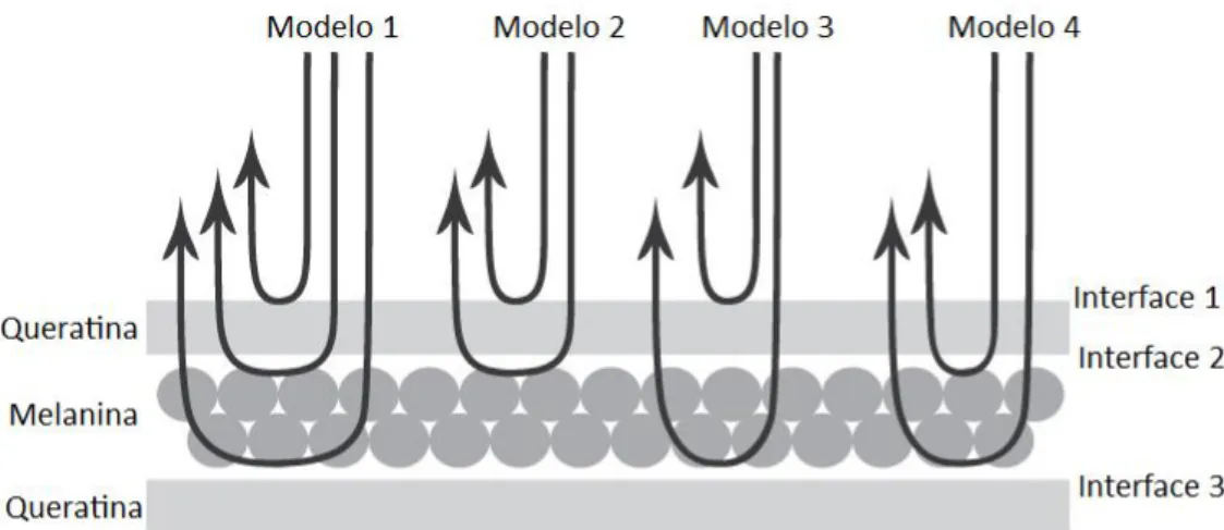 Figura 1.2. Desenho esquemático representando os quatro modelos óticos  desenvolvidos (setas representam feixes de luz)