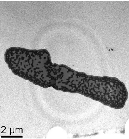 Figura 1.3. Micrografia de uma bárbula de pena negra de  macho de tiziu (aumento de 10.000x) 