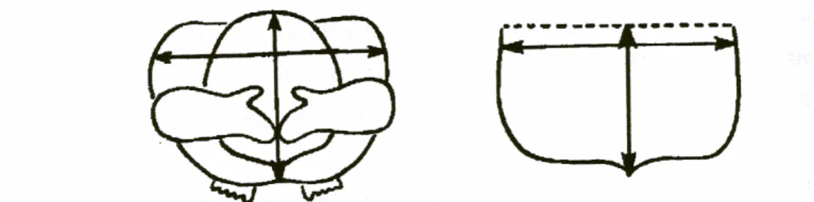 Figura 5: Representação esquemática da área de secção máxima do nadador  (adaptado de Clarys, 1979)