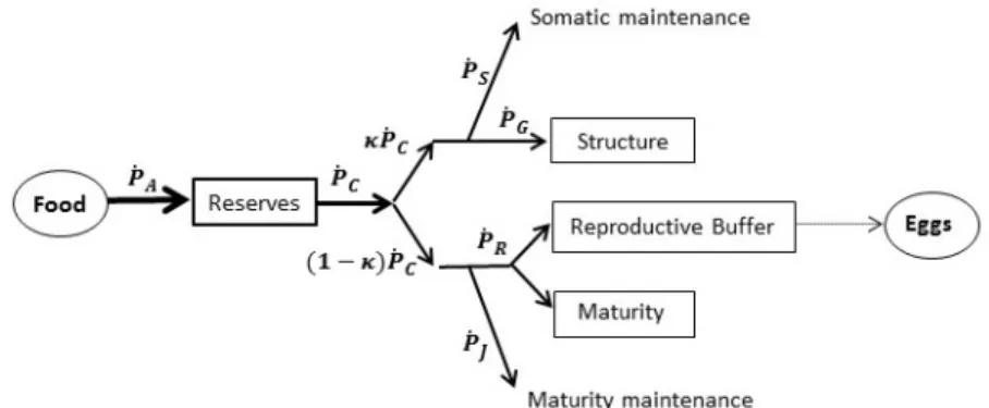 Fig. 1 Schematic representation of the standard DEB model.
