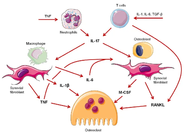 Figure  3  -  Cytokines  activating  bone  resorption.  TNF,  IL-1β,  IL-6  and  IL-17  upregulate  expression  of  RANKL  in  osteoblasts,  synovial  fibroblasts  and  immune  system  cells