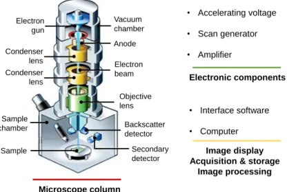 Figure IV.16. Schematic illustration of a scanning electron microscope and its several components (adapted  from Amin, 2012) 