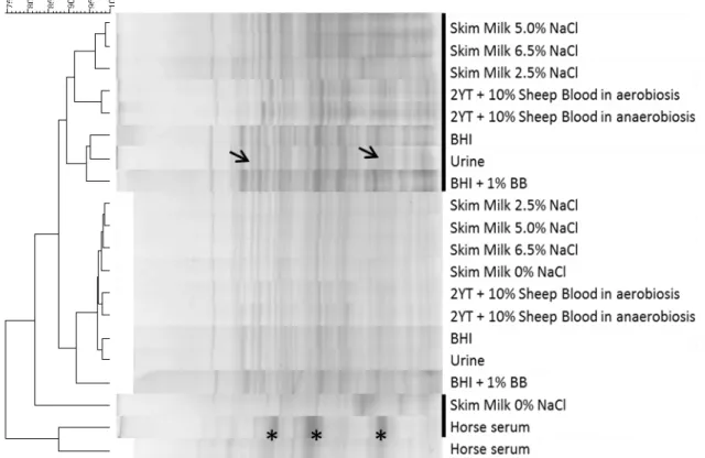 Figure  3 –  Dendrogram based  on  whole-cell  protein  profiles  from LN11  and  QSE123  (marked by  black  thick  line)  grown  in  media  simulating  colonization  and  infection  sites