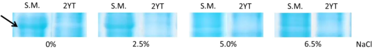 Figure 4 – Differential expressed protein (marked by arrow) in protein profile from QSE123 cells grown in  skim  milk  (S.M)  with  distinct  NaCl  concentrations  which  is  absent  in  their  respective  controls