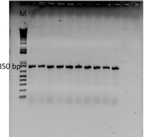 Figure  II.1:  Electrophoretic  analysis  in  1%  (w/v)  agarose  gel.  (A)  Amplification  with  the  t7  set  of  primers  of pET151  D-TOPO® containing  the  gene  that codifies for the polypeptide BLAD