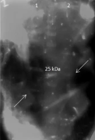 Figure II.5: Immunoblotting. [1] Immunodetection of recombinant BLAD using as probe  a  first  antibody  anti-BLAD  produced  in  rabbit  and  second  one,  conjugated  with  peroxidase,  anti-rabbit  produced  in  goat