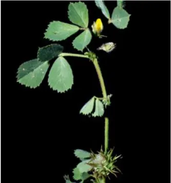 Figure 1 – Medicago truncatula Plant