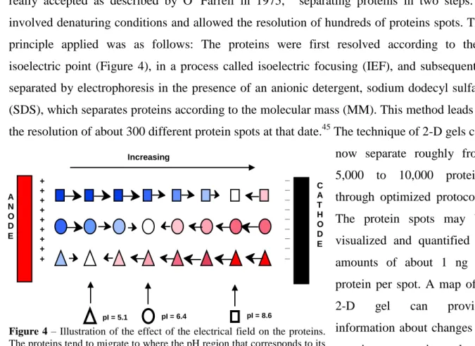 Figure 4  – Illustration of the effect of the electrical field on the proteins. 