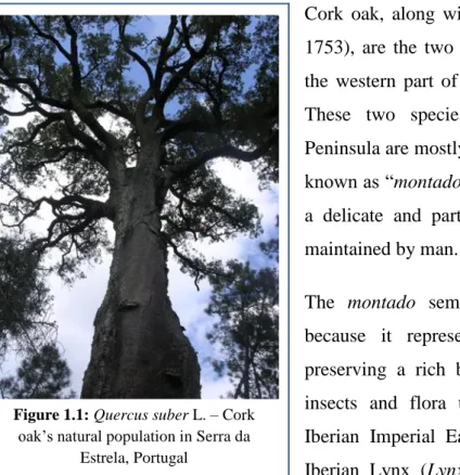 Figure 1.1: Quercus suber L. – Cork  oak‟s natural population in Serra da 