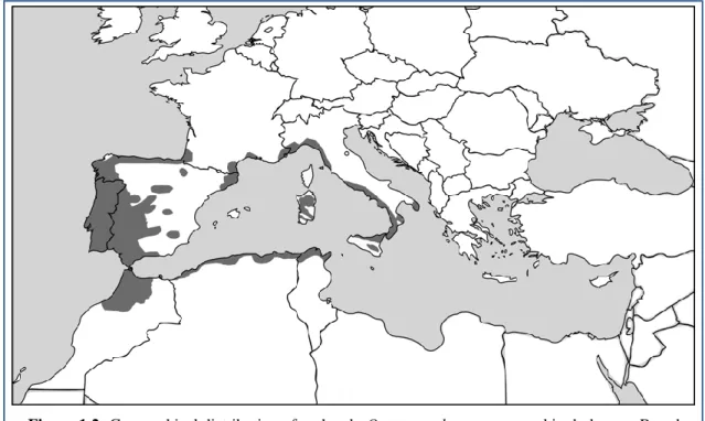 Figure 1.2: Geographical distribution of cork oak, Quercus suber, represented in dark grey