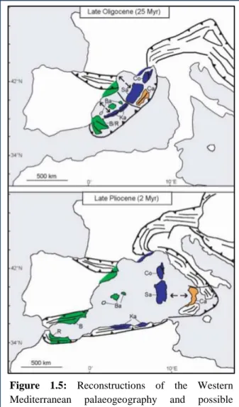 Figure  1.5:  Reconstructions  of  the  Western  Mediterranean  palaeogeography  and  possible  location  of  Quercus  suber  haplotypes  found  by  Magri  et  al