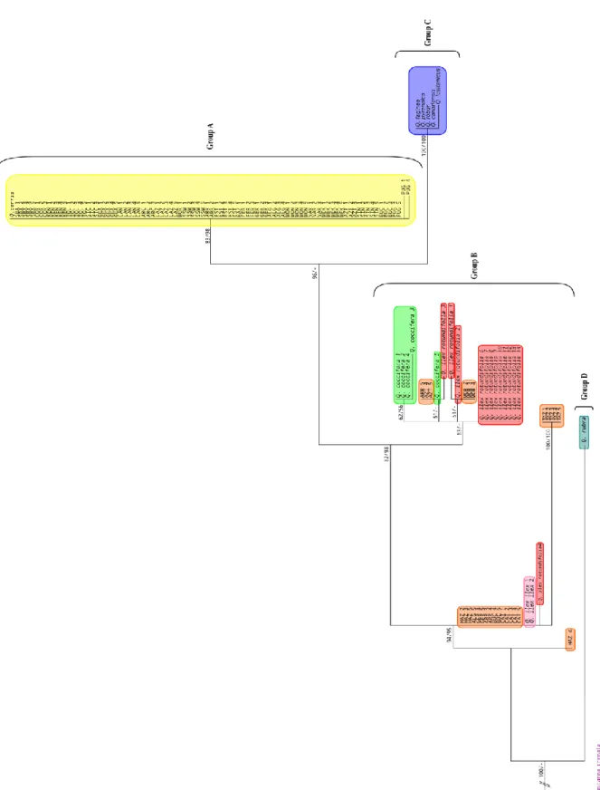 Figure  3.2:  Maximum  parsimony  tree  of  the  cpDNA  TrnH/PsbA  intergenic  spacer  region