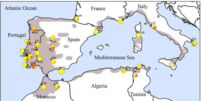 Figure  3.7:  Geographical  distribution  of  cork  oak  nuDNA  EST  2T13  haplotype  lineages