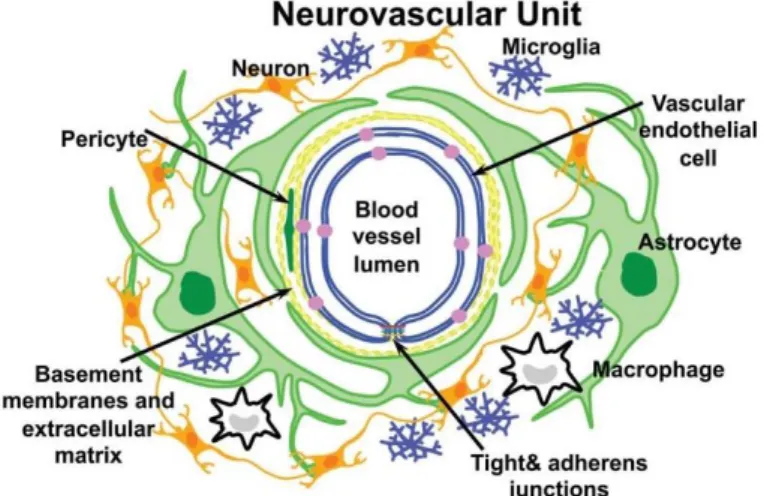 Figure 2 – Schematic representation of the neurovascular unit that  constitutes the Blood-brain barrier (BBB)