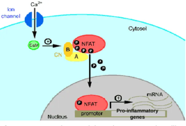 Figure  3  -  The  Calcineurin-NFAT  signalling  pathway.  Increase  in  the  intracellular  calcium  activates the cellular phosphatase Calcineurin (CN)  through  interaction  with  Calmodulin  (CaM)