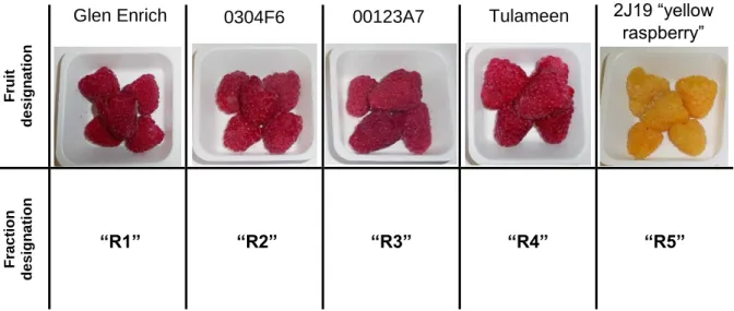 Table 2 – Different raspberry crops obtained from each of the five quasi-isogenic cultivars