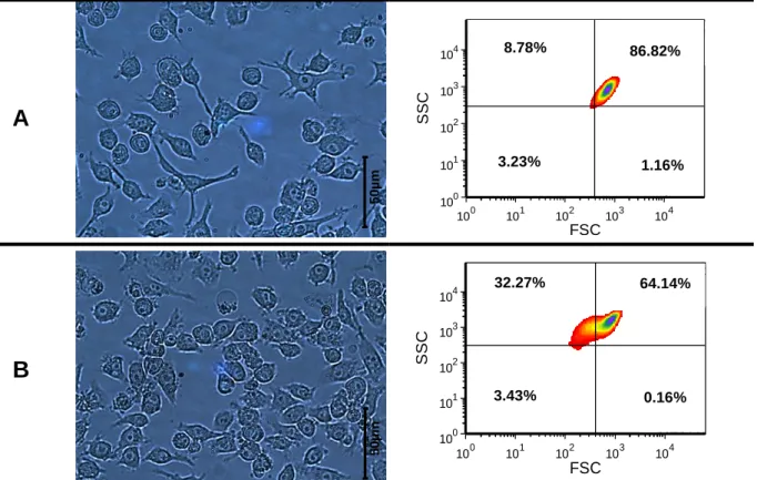 Figure 8 – (A) N9 control cells. At left, a microscopy image evidencing cell branches and spaced cellular bodies,  typical in non-activated microglia; at right, a flow cytometry density plot demonstrating the unstimulated microglia  population with SSC (si