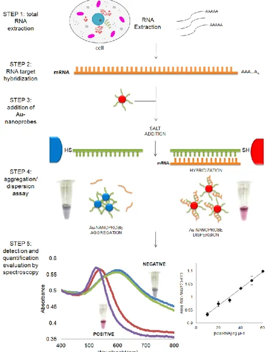 Figure 7. RNA detection using DNA-gold nanoparticles. Detection and quantification of the mRNA  using DNA thiol-modified gold nanoparticles