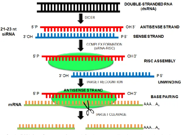 Figure 8. The RNA interference  pathway,  defined as a gene silencing pathway that is triggered by  double-stranded  RNA  (dsRNA)