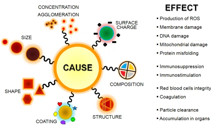 Figure 8. NanoToxicity: Causes and Effects. Nanoparticles biocompatibility/effects and their use  in biological applications can be influenced by size, shape, solubility, composition and surface  charge and modification/chemistry