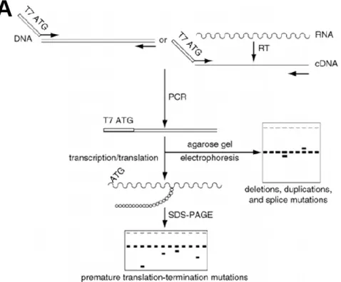 Figure 2.3 - The protein truncation test. (A) Schematic representation of the individual steps of the PTT assay
