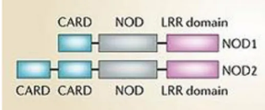 Figure 8: Non-inﬂammasome NLR, NOD1 and NOD2. 