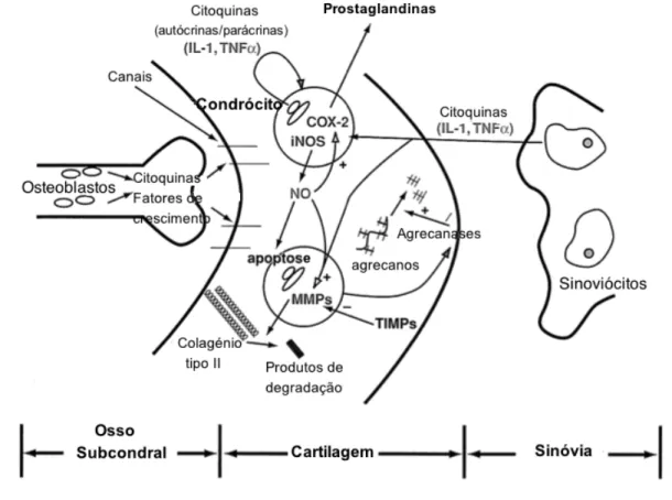 Figura 3. Interações celulares dos tecidos articulares na OA (adaptado de Abercromby et al., 2006)
