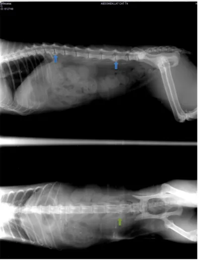 Figura  8.  Radiografias  abdominais  (incidência  lateral  esquerda  e  ventral,  respetivamente)  da 