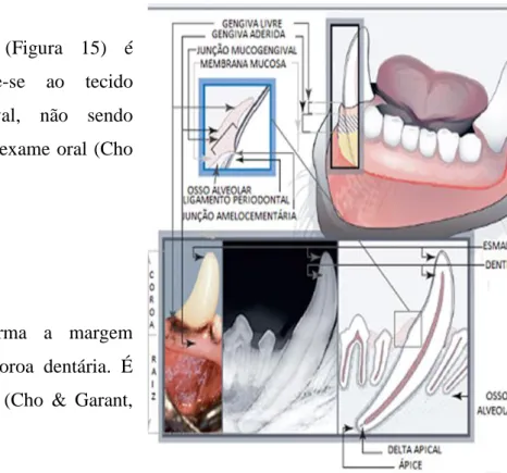 Figura 14 - Periodonto (adaptada de Gorrel,  2008)