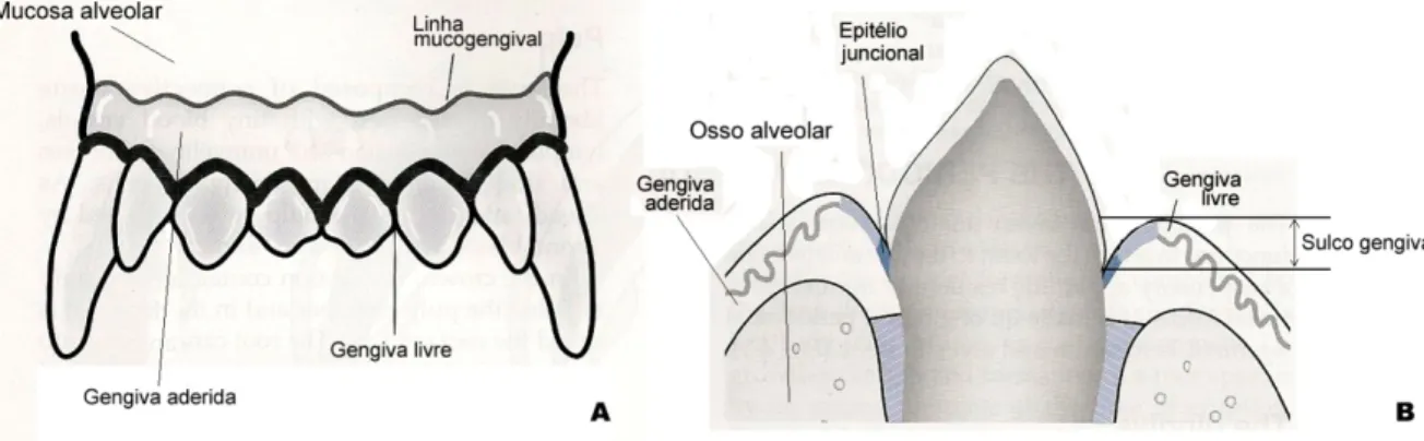 Figura 6: Estruturas da gengiva (adaptado de Gorrel, 2004) 