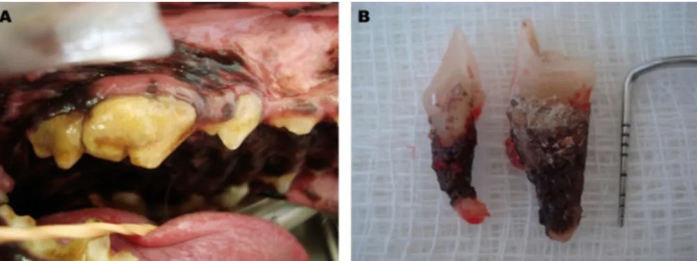 Figura 10: Cálculo dentário (imagem original, LOC-FMVZ/USP, 2009) 