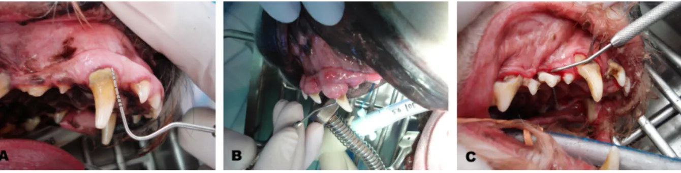 Figura 11: Respostas do periodonto à doença periodontal (imagens originais, LOC- LOC-FMVZ/USP, 2009) 