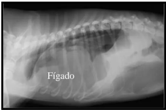 Figura 5. Megaesófago numa cadela (fotografia original)