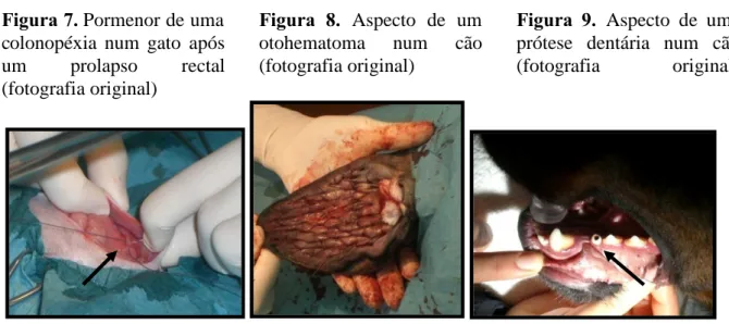 Figura 7. Pormenor de uma colonopéxia num gato após um prolapso rectal (fotografia original)