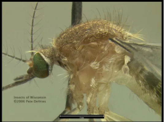 Figura 11. Culex pipiens (Adaptado de Vries, 2006)