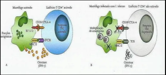 Figura 19. Apresentação de fracções antigénicas do parasita pelo MHC-II de macrófagos aos linfócitos T (Adaptado de Santos-Gomes, Rodrigues &amp; Marques, 2008)