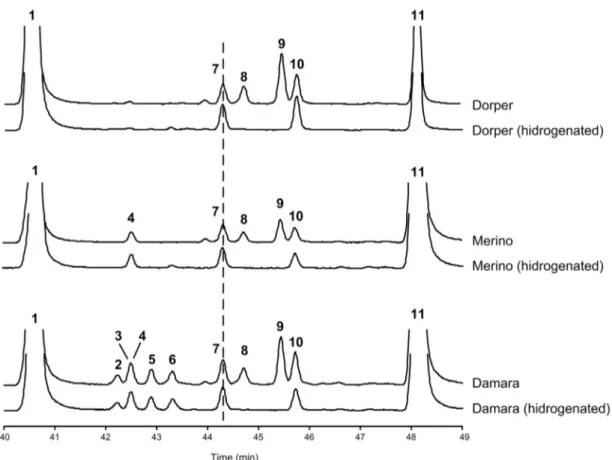 Figure 4. Partial gas-liquid chromatograms of the branched chain fatty acid region of gastrocnemius muscle samples of Damara, Merino and Dorper Ram lambs, before and after hydrogenation of the unsaturated fatty acids