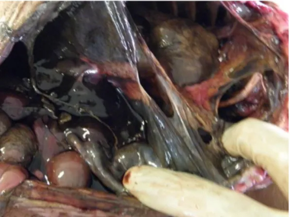Figura  7  -  Cavidades  torácica  e  abdominal  após  o  quarto  descongelamento  (grupo  3),  mostrando  vísceras  e  musculatura  esquelética  bastante  escurecidas  e  intestinos  com  grande quantidade de gás em seu interior