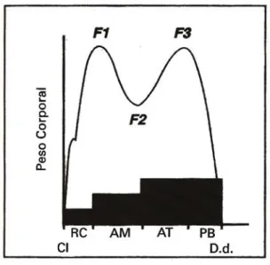 Figura 6-  Padrão vertical da FRS                                           Fonte: Perry, 2010 (34)