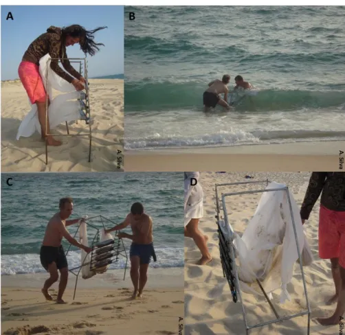 Figura 10. Amostragem de sedimentos com armadilhas na praia da Comporta: (A) montagem das armadilhas; (B)  amostragem; (C) retirada das armadilhas; (D) aspecto do sedimento nos sacos