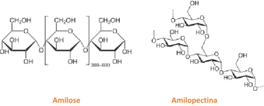 Figura 12 - Fórmula estrutural da amilose e da amilopectina (Fonte: https://pt.wikipedia.org/wiki/Ficheiro:Amylose2.svg,  https://pt.wikipedia.org/wiki/Amilopectina#/media/File:Amylopektin_Sessel.svg, consultados a 27/02/2018).