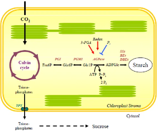 Figura 13 - Síntese de amido a partir da fotossíntese (Streb &amp; Zeeman, 2012) 