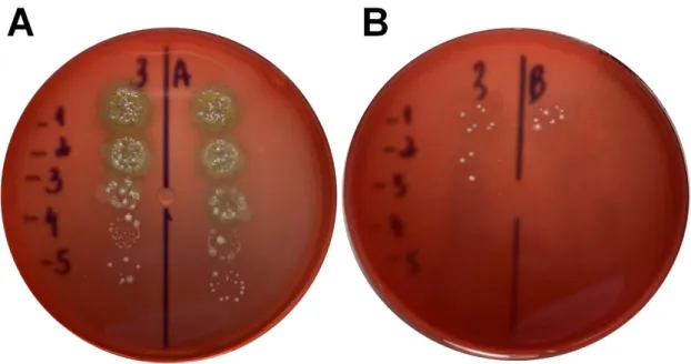 Figura  5  –  Imagem  ilustrativa  do  procedimento  utilizado  para  contagem  de  micro- micro-organismos viáveis totais
