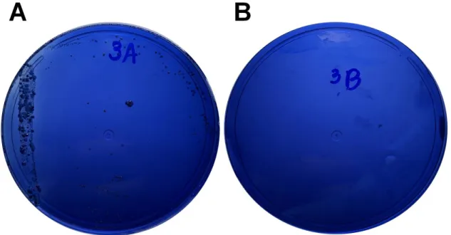Figura 7 - Imagem ilustrativa do procedimento utilizado para contagem de Streptococcus spp