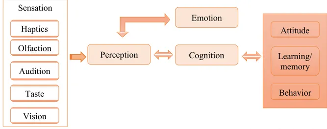 Figure 2- Sensation and perception 