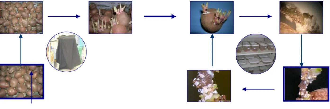 Fig.  1.  Esquema  de  criação  de  cochonilhas-algodão  em  laboratório,  ilustrando  as  duas  fases  de  criação (Silva, 2008)
