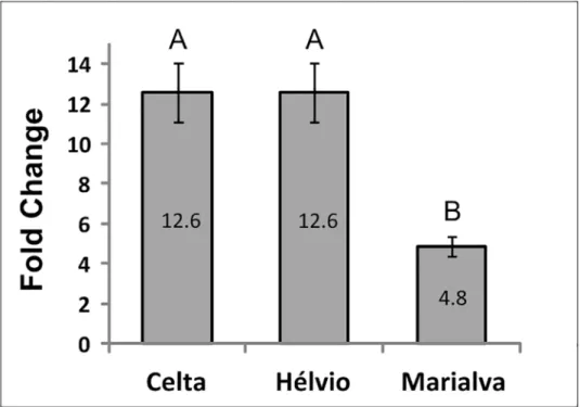 Fig 3. TdHSP101C transcription fold change. Comparative analysis of the transcription level between control and high temperature treated plants of each of the three Portuguese durum wheat variety assessed through fold change variation