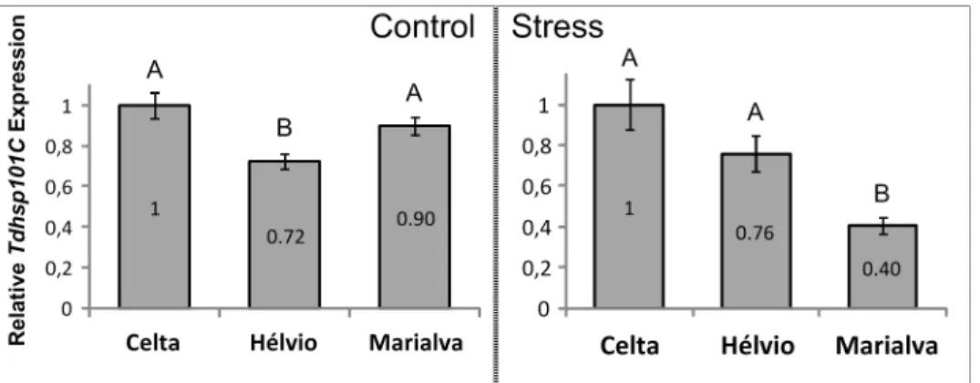 Fig 4. TdHSP101C relative transcription levels. TdHSP101C transcription levels evaluated in relation to Celta as means ± SE from three biological replicates