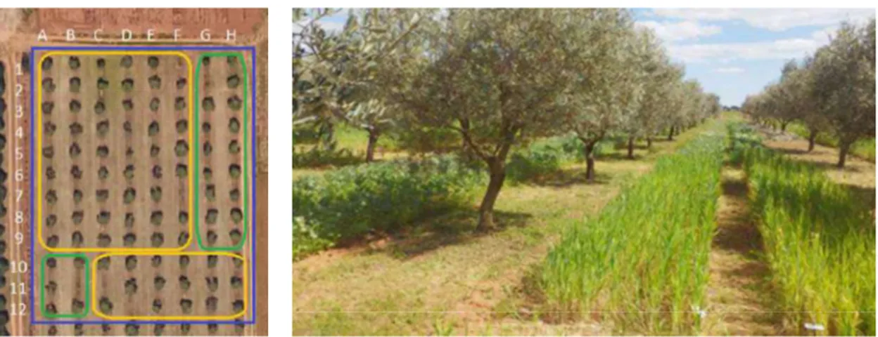 Figure  1: Olive tree  orchard  (google earth capture    left  photo)  and  same orchard  with  durum wheat  crop  associated  (right  photo)