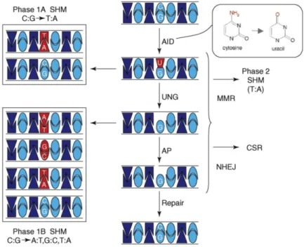 Figure 1.  DNA deamination model of AID [21]. 